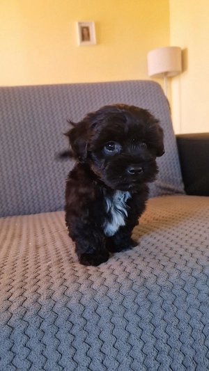 Bichon havanese kiskutyák 