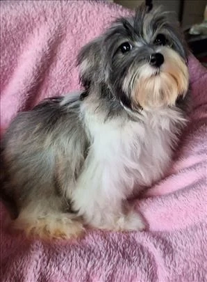 Bichon havanese kiskutyák  - kép 4
