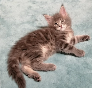 Maine coon kandúr kiscica