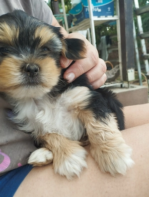 Bichon havanese kisfiú - kép 3