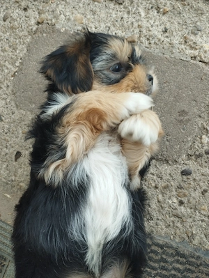 Bichon havanese kisfiú