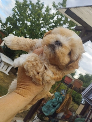 Bichon havanese kisfiú - kép 3
