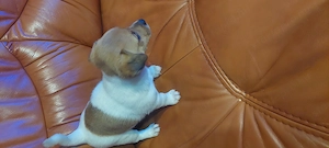 Eladó jack Russell kis kutyák  - kép 4
