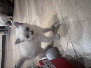 Ragdoll lány  - kép 2