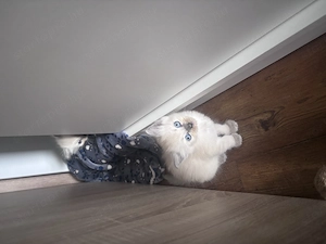 Ragdoll lány  - kép 3