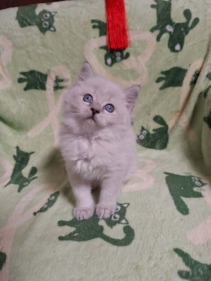 Cherubim ragdoll kiskandúrok 12 hetesek - kép 5
