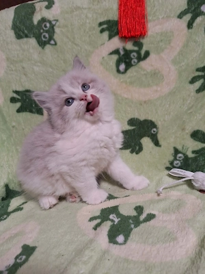 Cherubim ragdoll kiskandúrok 12 hetesek - kép 2