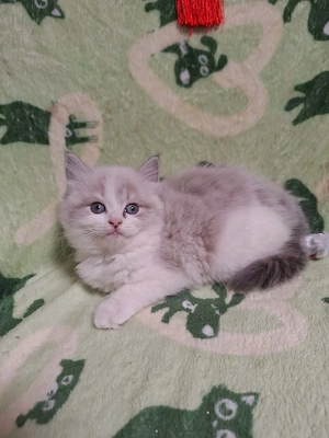 Cherubim ragdoll kiskandúrok 12 hetesek - kép 3