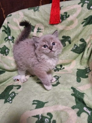 Cherubim ragdoll kiskandúrok 12 hetesek - kép 4