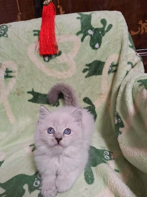 Cherubim ragdoll kiskandúrok 12 hetesek - kép 6