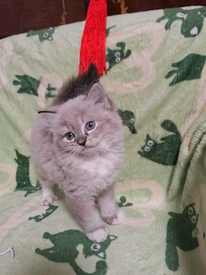 Cherubim ragdoll kiskandúrok 12 hetesek - kép 7