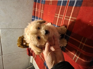 13 hetes mini málltipo kislányok.kisfiuk - kép 3