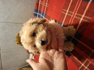 13 hetes mini málltipo kislányok.kisfiuk - kép 6