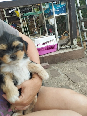 Bichon havanese kisfiú - kép 3