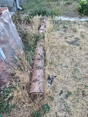 Eladó 3 szál fenyőfa - kép 2