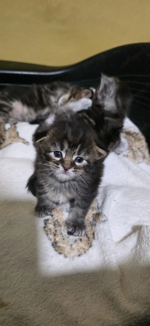 Maine coon kiscicák - kép 3