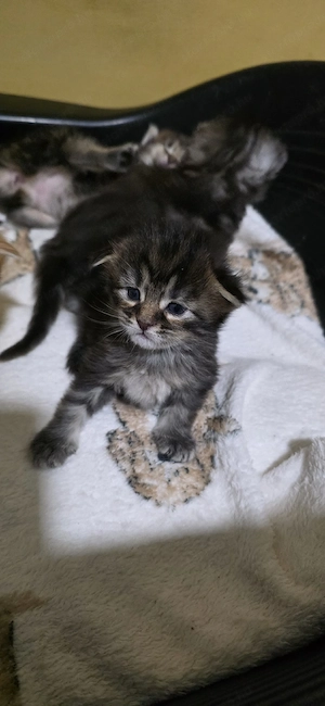 Maine coon kiscicák - kép 2