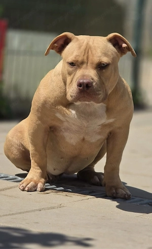 American Bully - kép 2