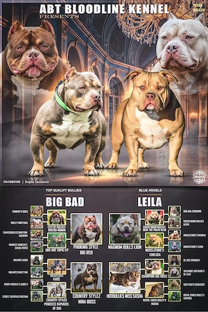 American Bully - kép 3
