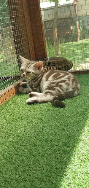 Brit rövidszőrű Tabby cicák  - kép 4