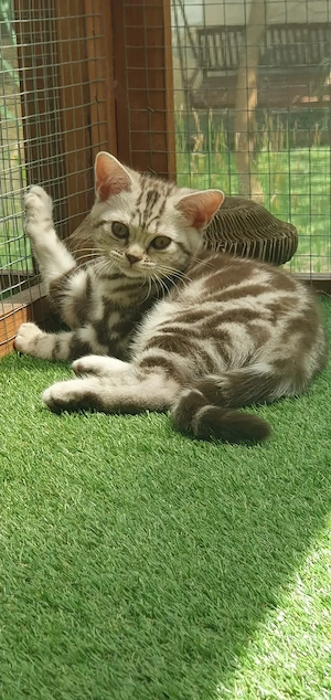 Brit rövidszőrű Tabby cicák  - kép 2