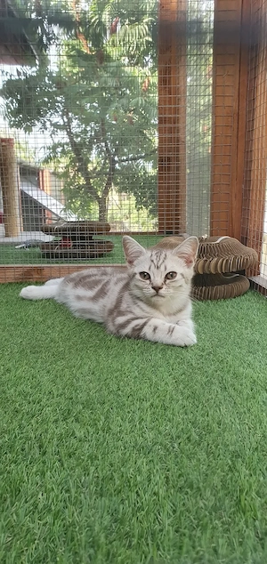Brit rövidszőrű Tabby cicák  - kép 3