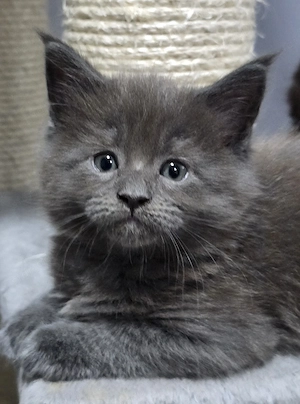 Maine coon fajta tiszta kiscica