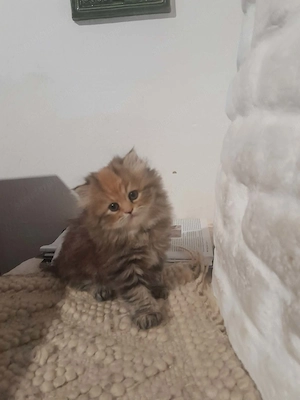Perzsa kiscicák eladók - kép 4