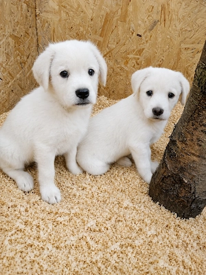 Labrador retriever kölyök kutyusok gazdisodnának 