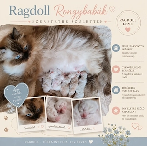 Ragdoll Rongybabák 2026.07.13.