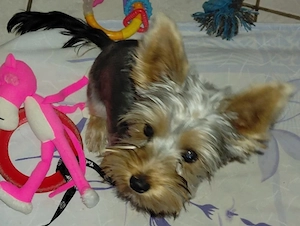 Yorkshire terrier  kisfiú eladó - kép 3