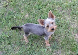 Yorkshire terrier  kisfiú eladó