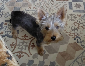 Yorkshire terrier  kisfiú eladó - kép 6