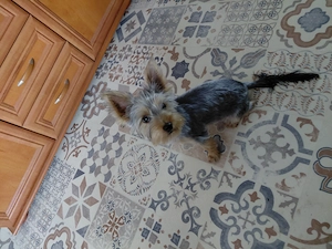 Yorkshire terrier  kisfiú eladó - kép 7