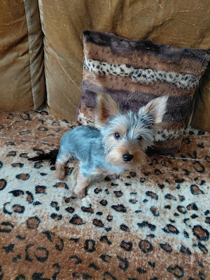 Yorkshire terrier  kisfiú eladó - kép 8