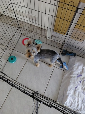 Yorkshire terrier  kisfiú eladó - kép 5