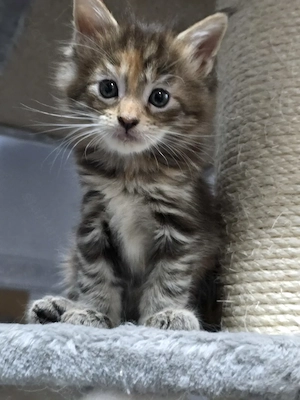 Maine coon fajta tiszta kiscica - kép 2