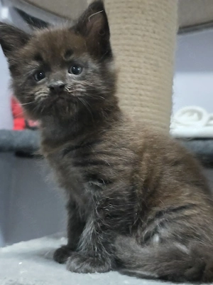 Maine coon fajta tiszta kiscica - kép 4