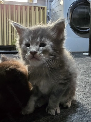 Maine coon fajta tiszta kiscica - kép 3