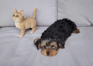 Fajtatiszta Yorkshire terrier kölyökkutya - kép 4