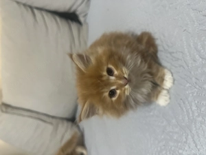 Maine Coon kiscicák - kép 2
