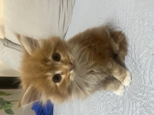 Maine Coon kiscicák