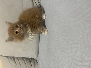 Maine Coon kiscicák - kép 5