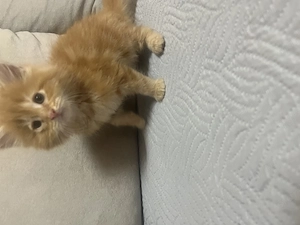 Maine Coon kiscicák - kép 4
