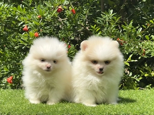 Pomerániai törpe spitz kiskutyák