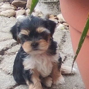 Bichon havanese kisfiú - kép 5