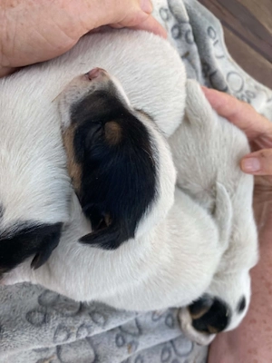 Jack russel terrier  - kép 2