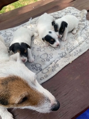 Jack russel terrier  - kép 3