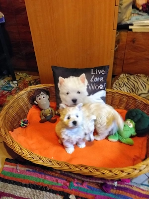 Westie cuki szuka kiskutyák eladók. - kép 3