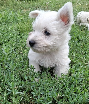 Westie kislányok foglalhatók - kép 2